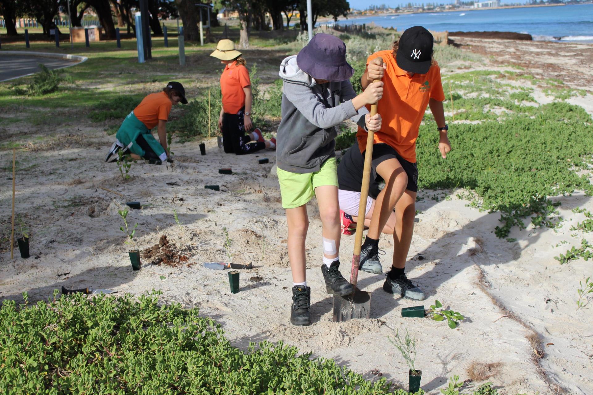 Leaning Tree Steiner School students planting 150 seedlings at St Georges Beach in June 2019.