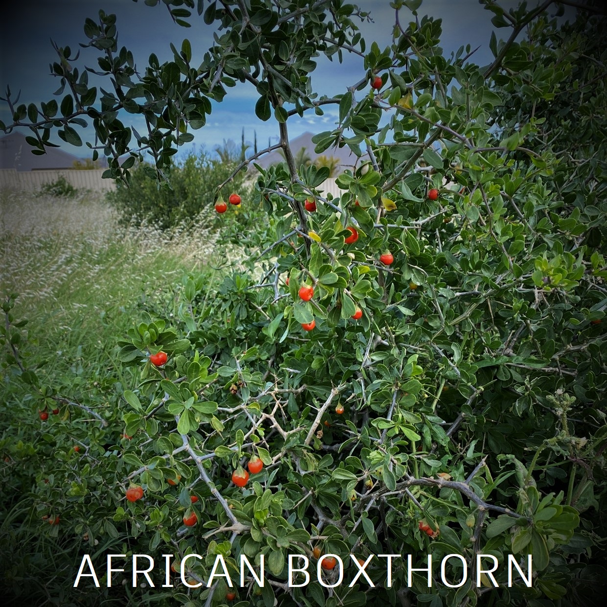 African Boxthorn