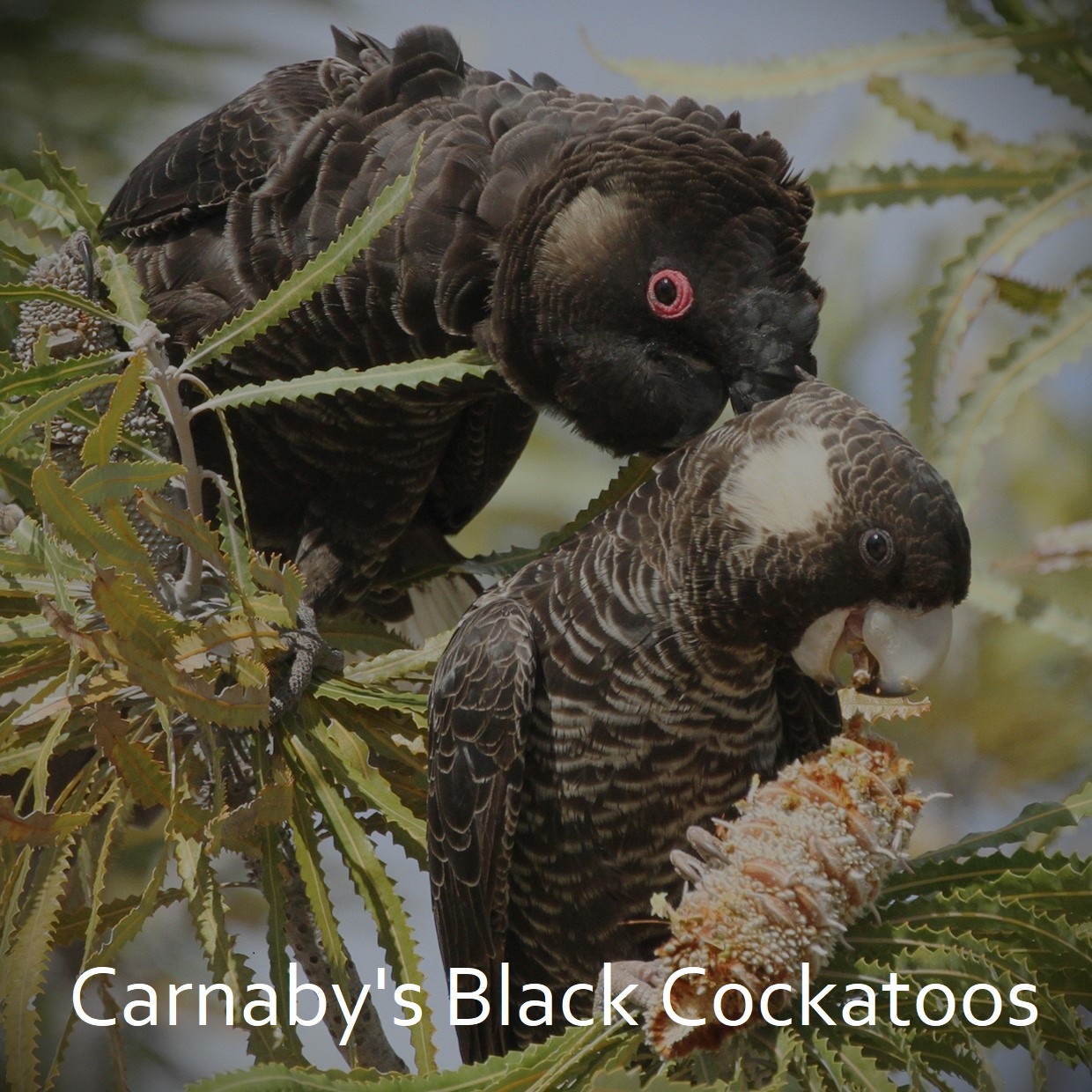 Carnaby's Black Cockatoos