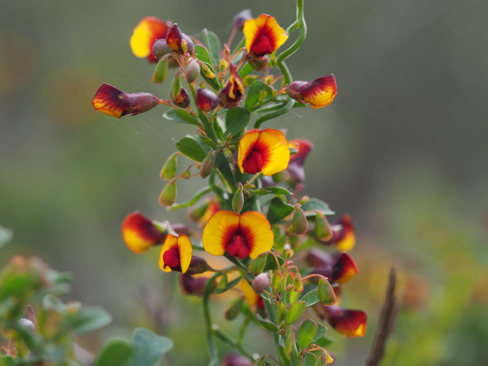 Bossiaea spinescens