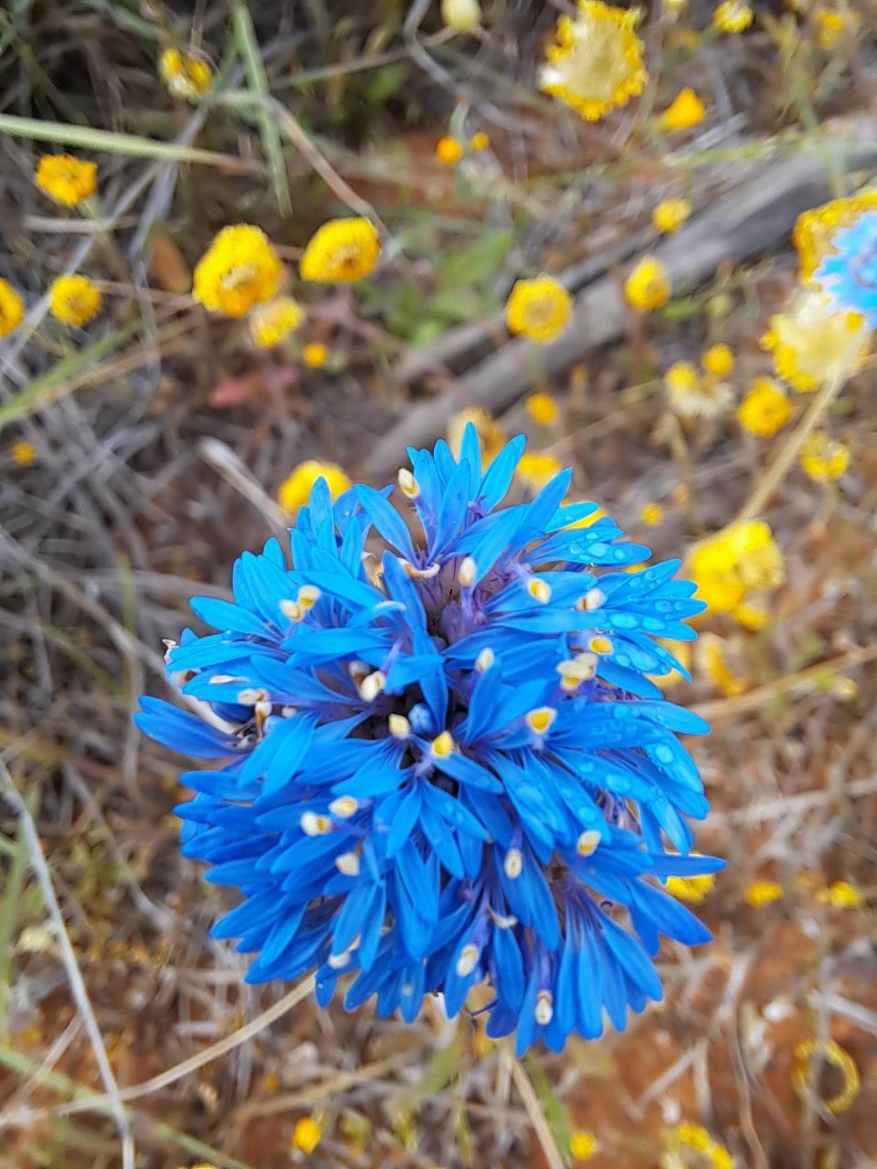 Brunonia australis