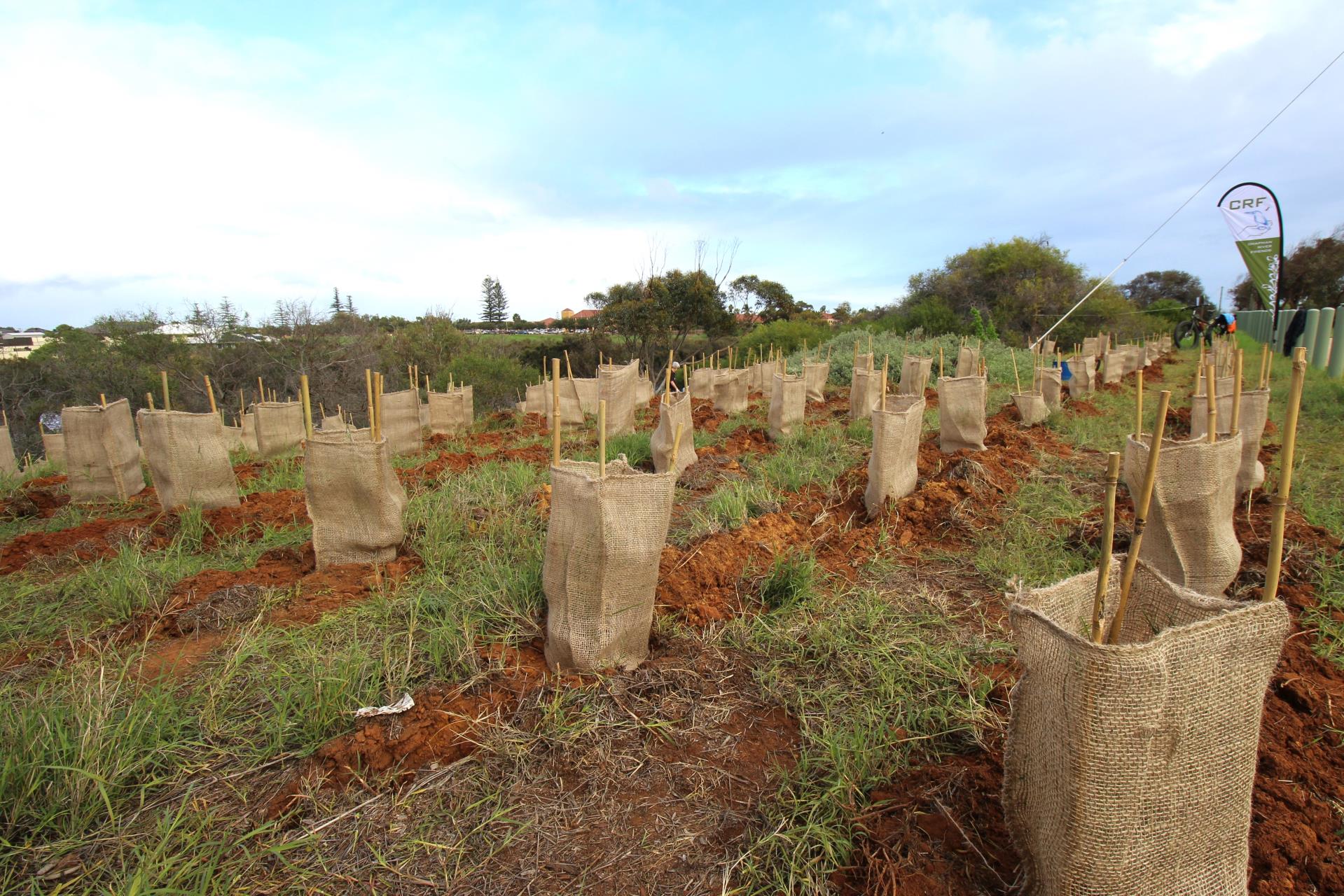 Seedlings planted in the Chapman River Estuary