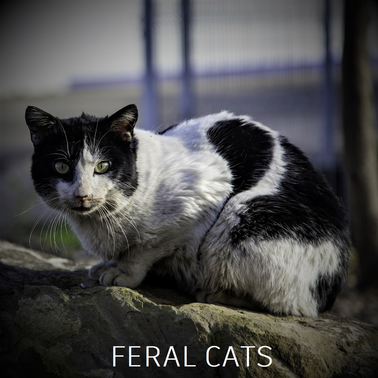 Feral Cat