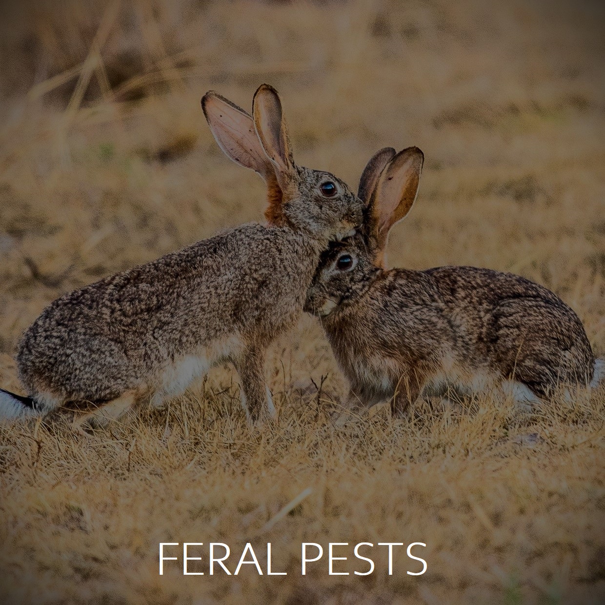 Ferald Pests