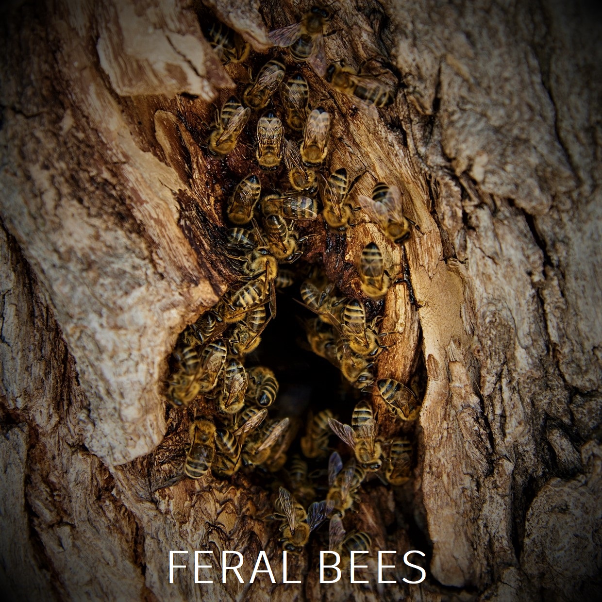 Feral Bees