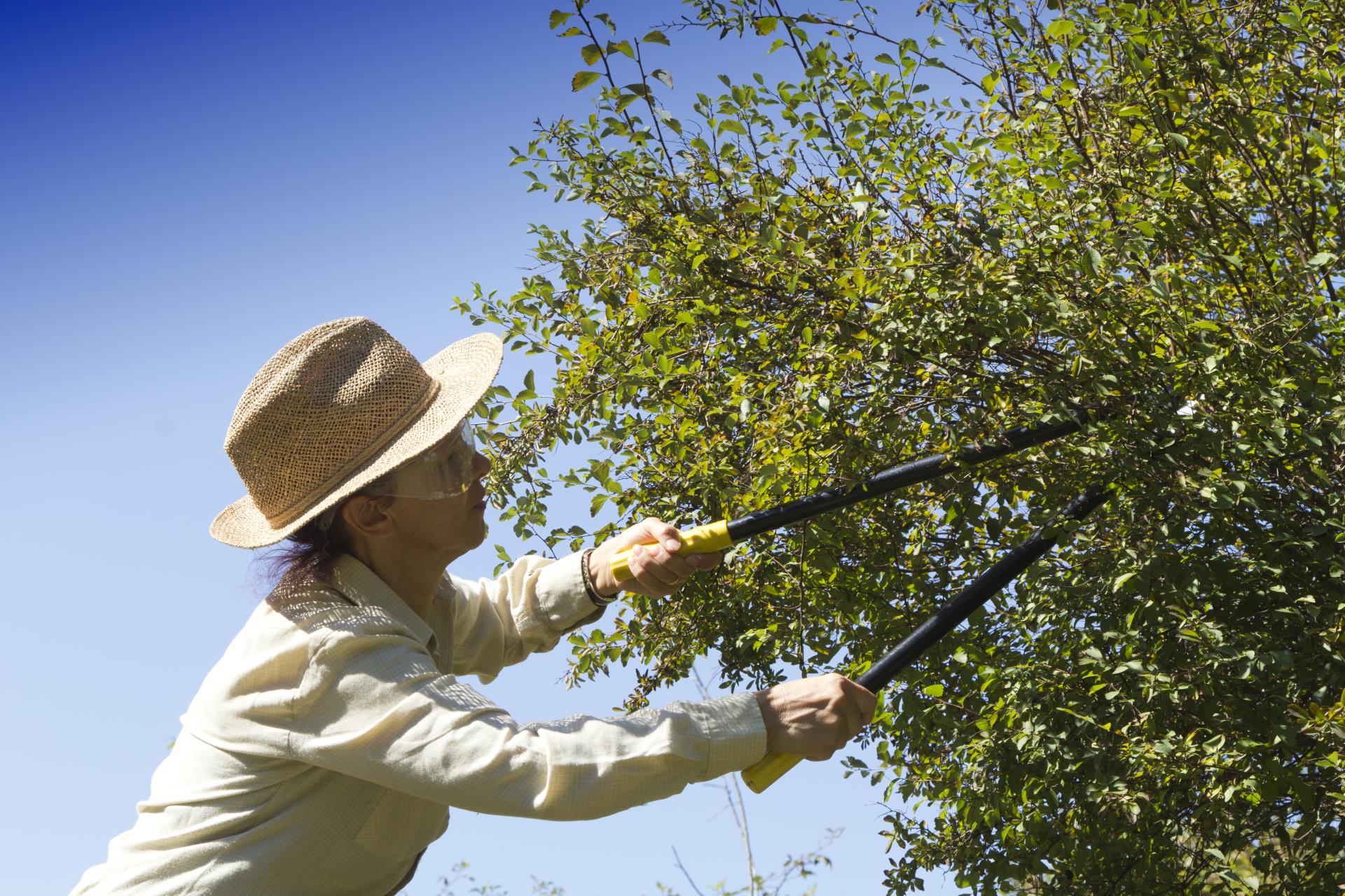 Tree pruning