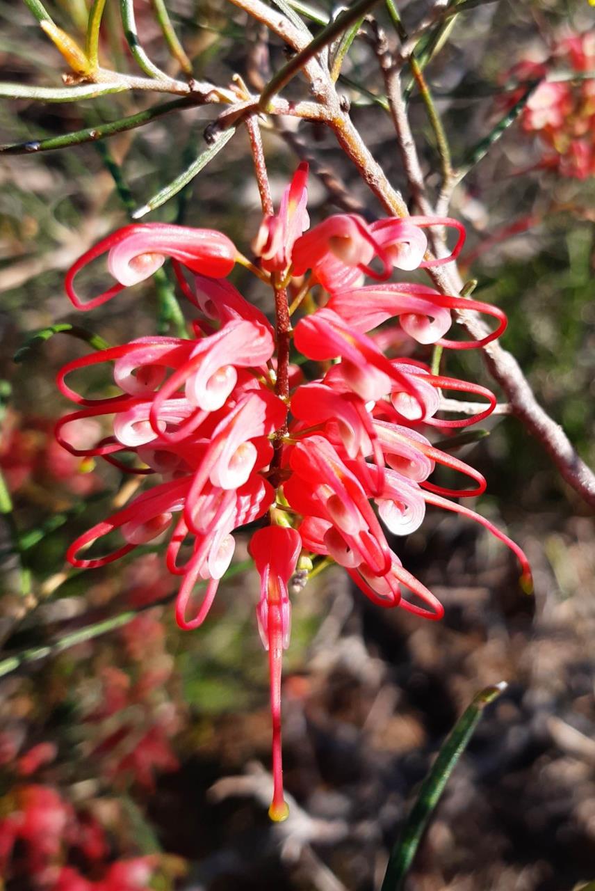 Grevillea sp