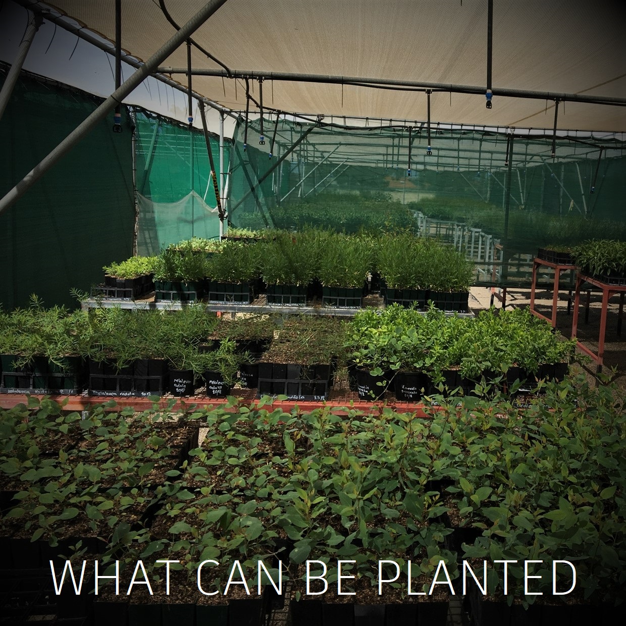 Seedlings in a grow house