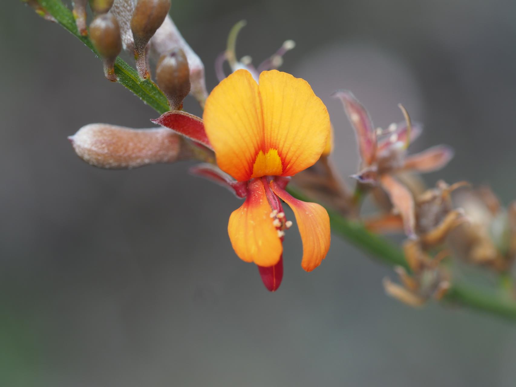 Jacksonia hakeoides