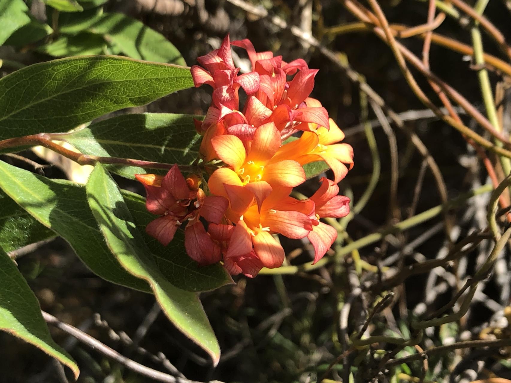 Marianthus ringens