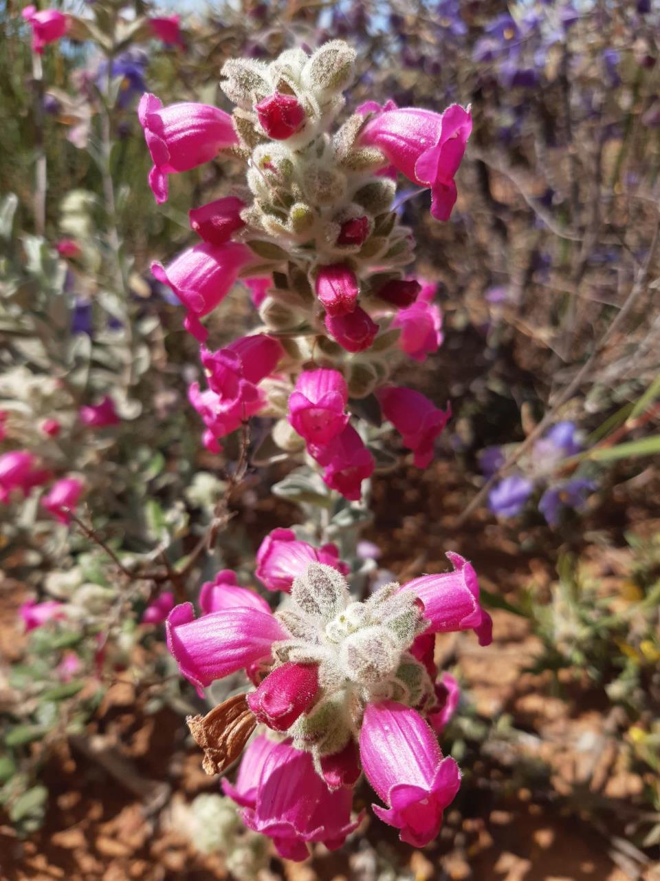 Native foxglove