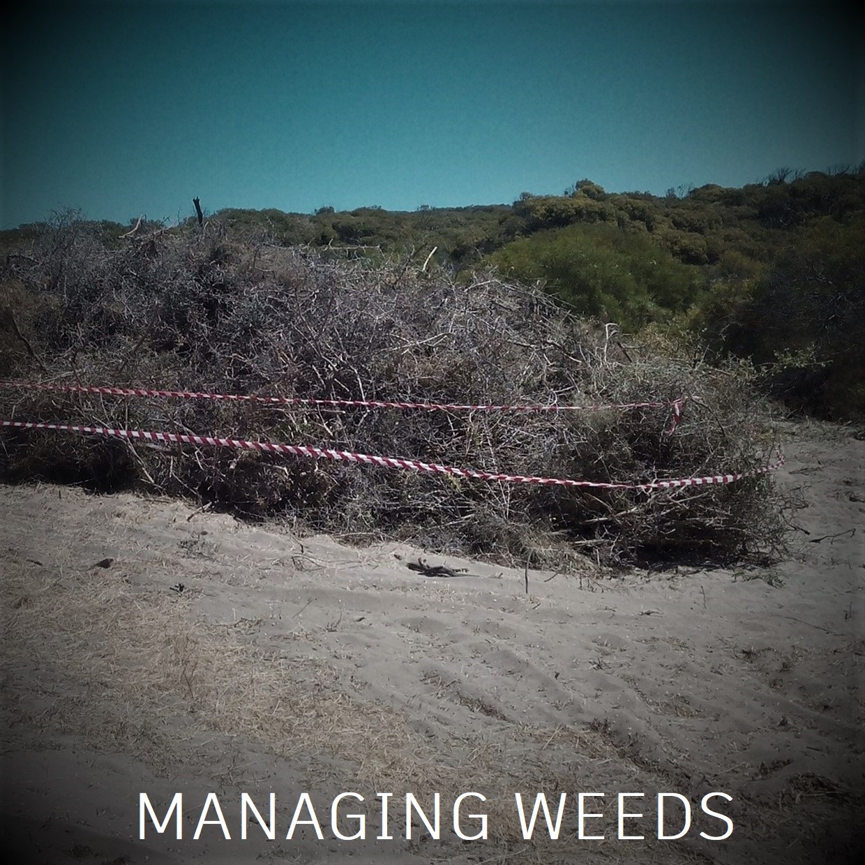 Pile of oxthorn