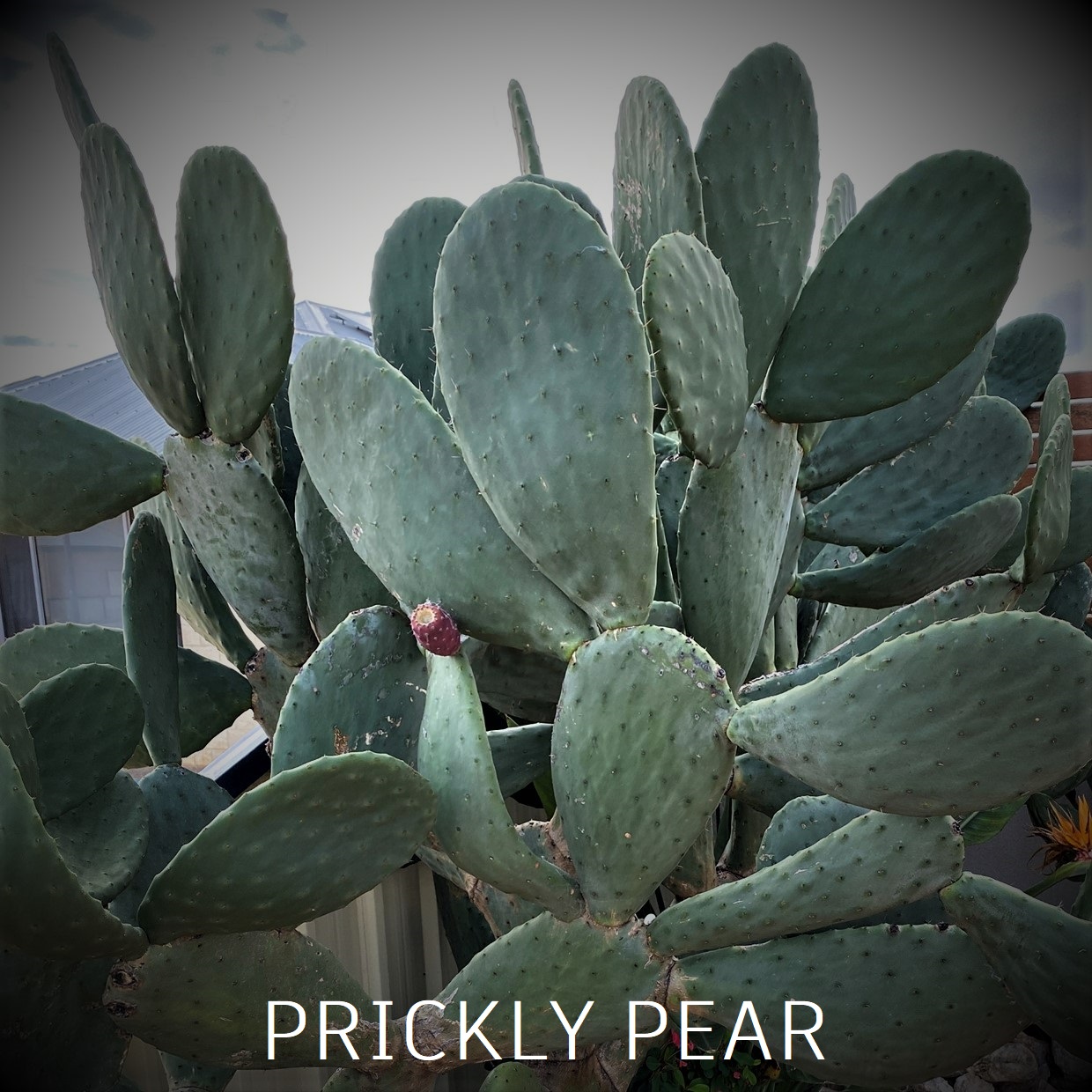 Prockly Pear