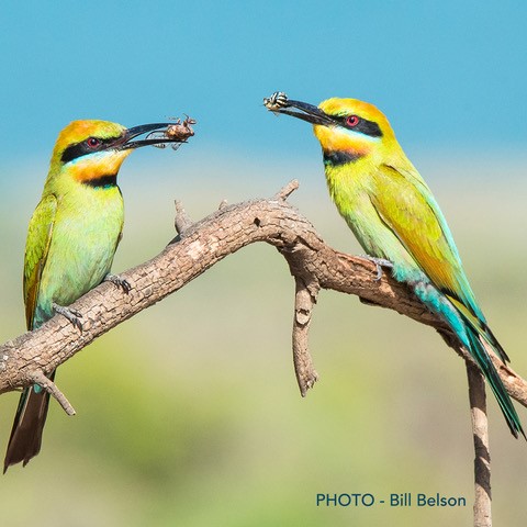 Rainbow Bee Eaters