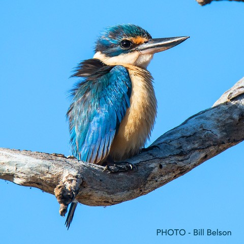 Sacred kingfisher