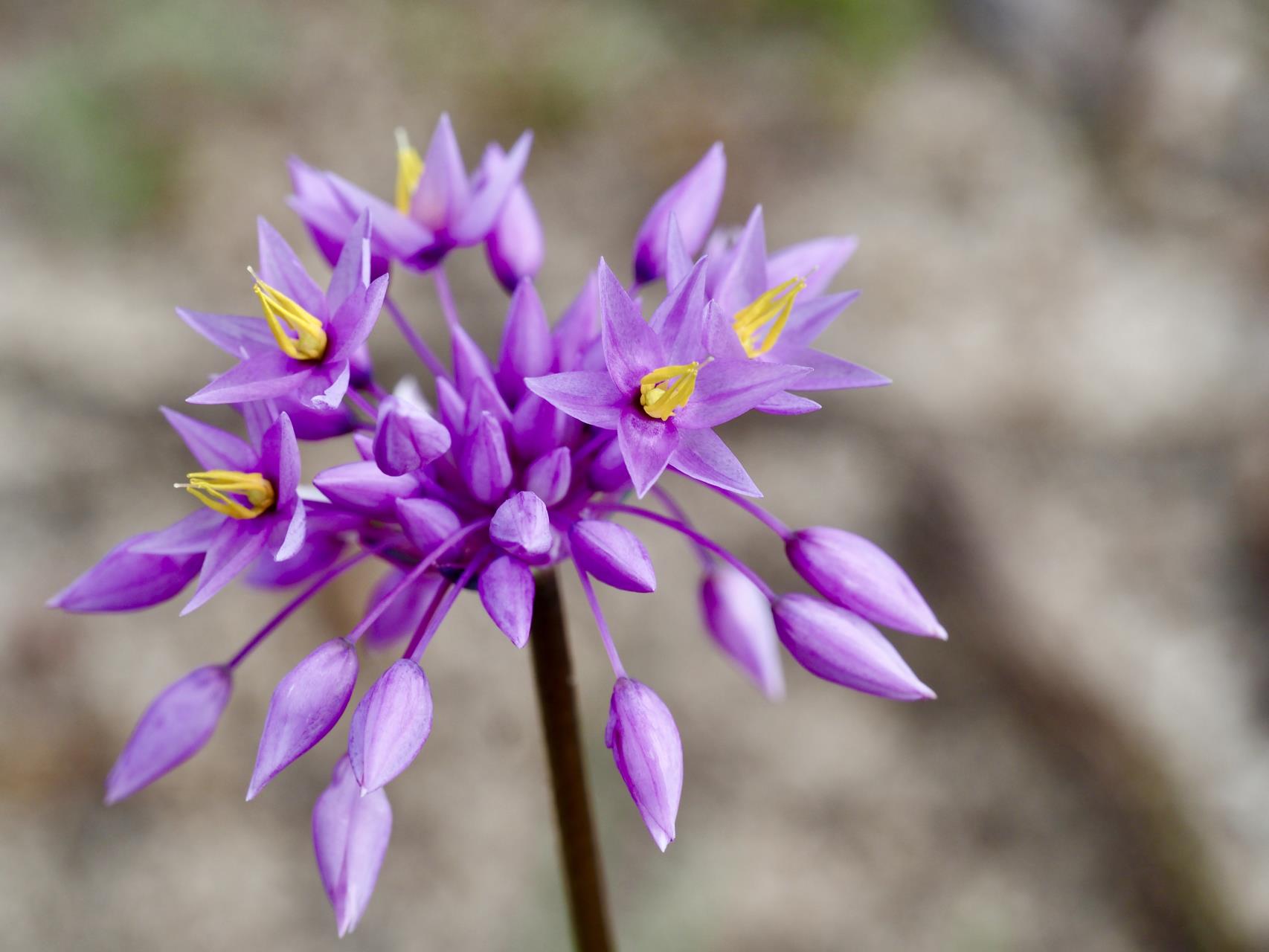 Sowerbaea laxiflora