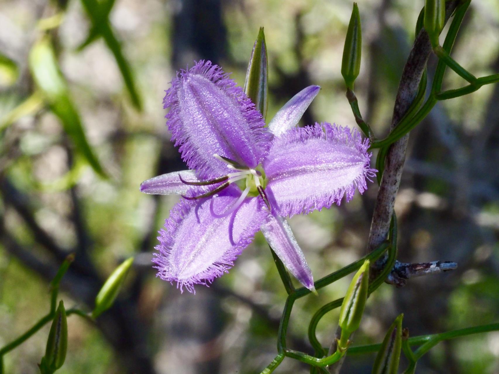 Thysanotus manglesianus