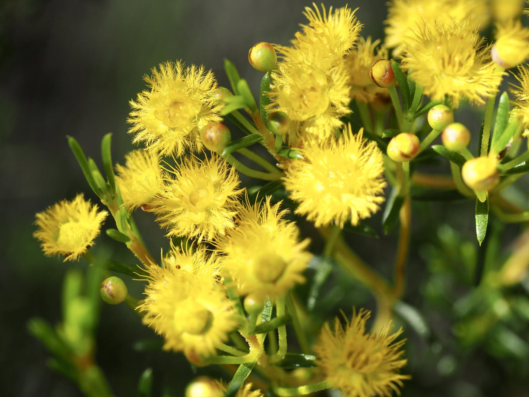 Verticordia chrysantha