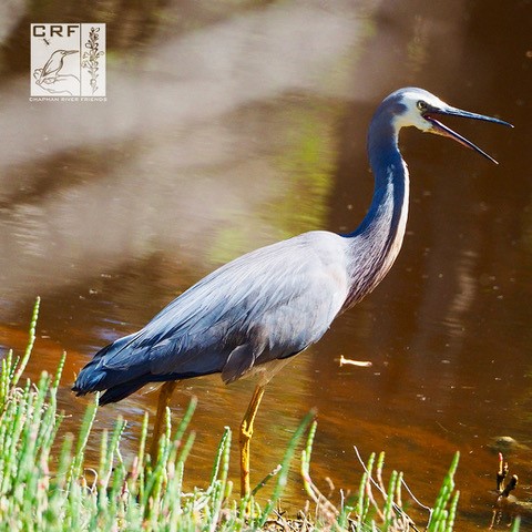 White Faced Heron