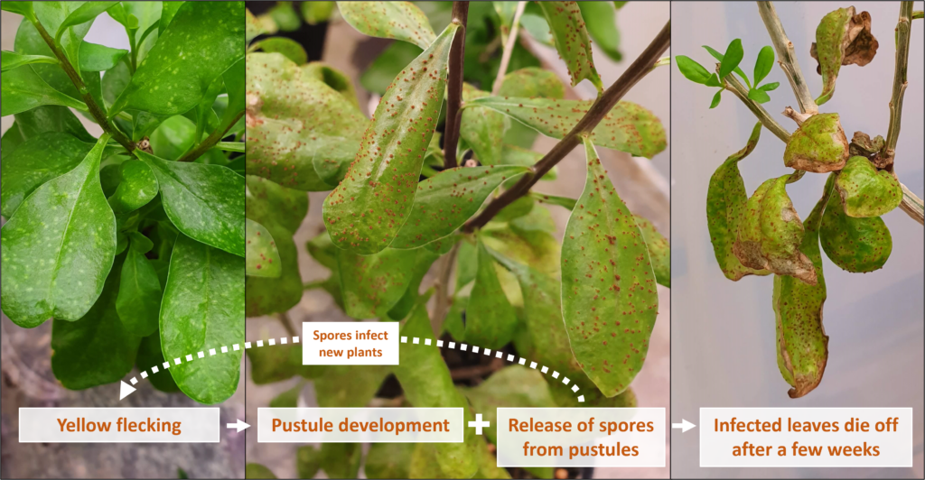 African boxthorn biocontrol diagram