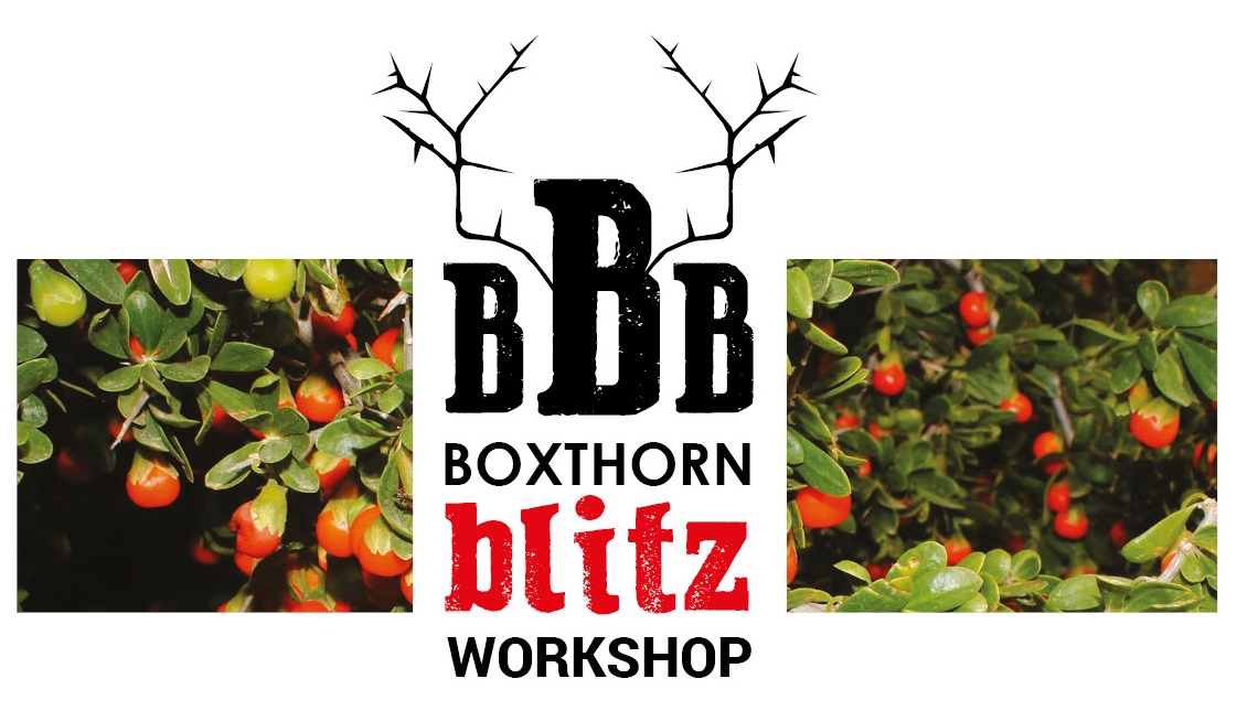 Boxthorn Blitz Logo