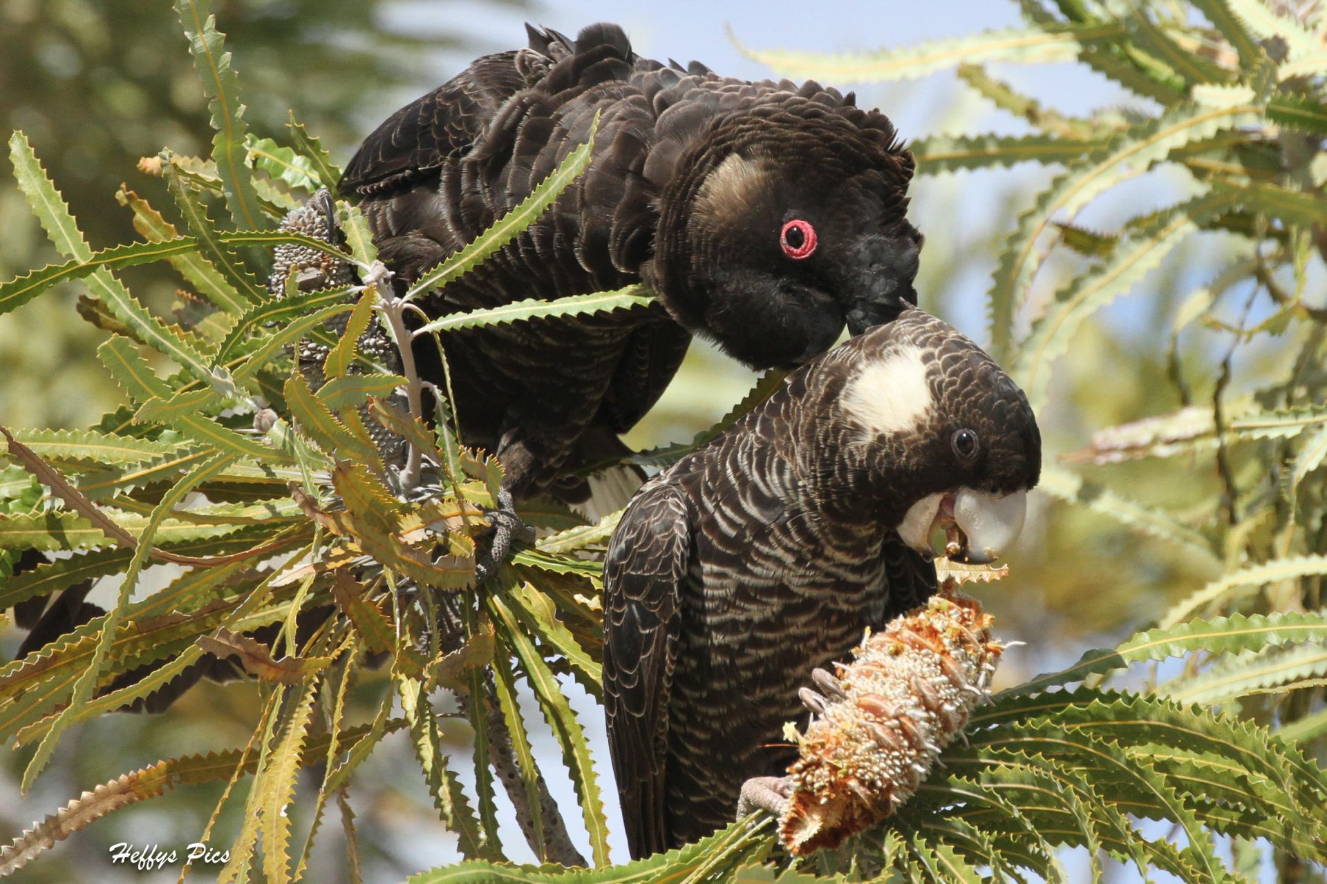 Carnaby s Black Cockatoos City Of Greater Geraldton