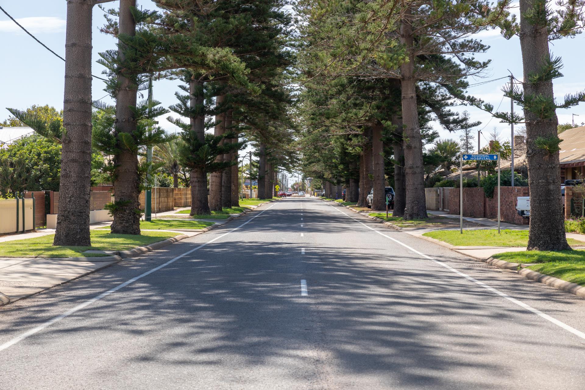 Norfolk Pines