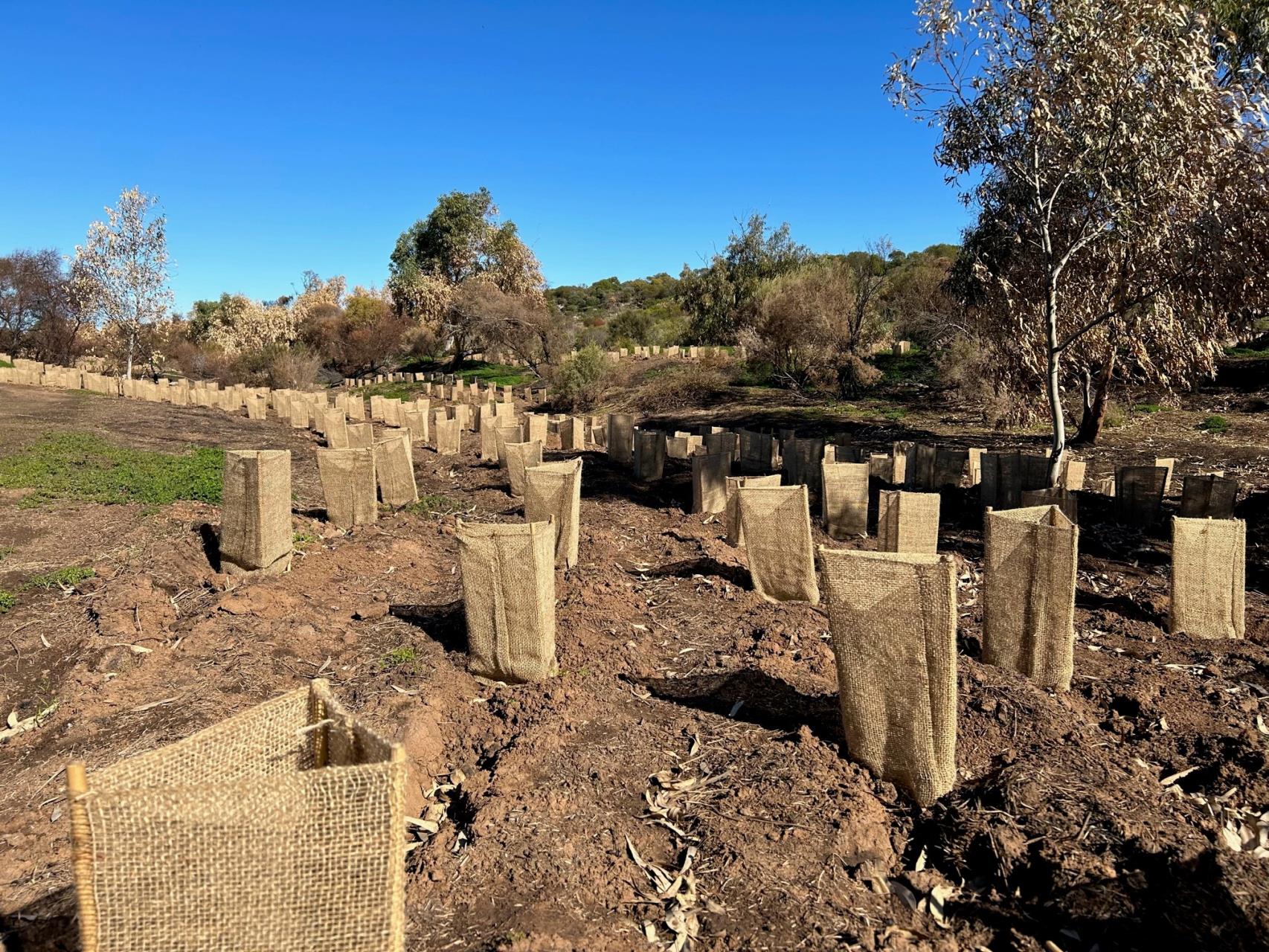 Wattle Walk revegetation in the Chapman Rover Regional Park