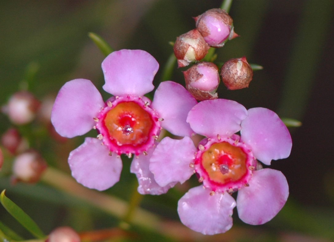 Closeup Geraldton Wax