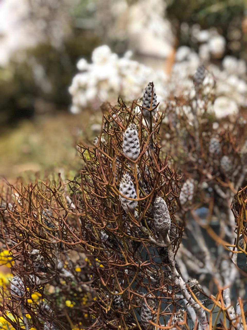 Midwest Wildflower Report