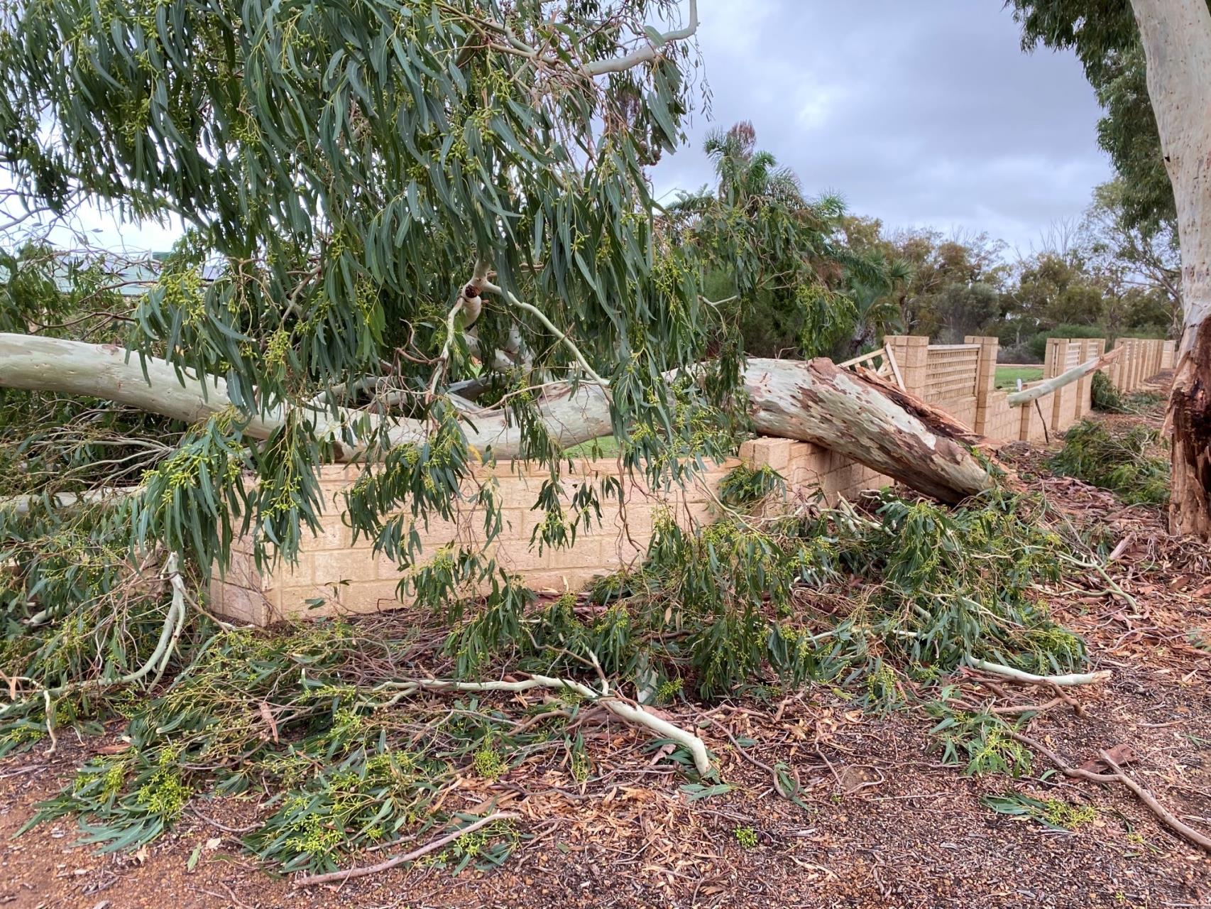 Verge tree damage caused by Cyclone Seroja.