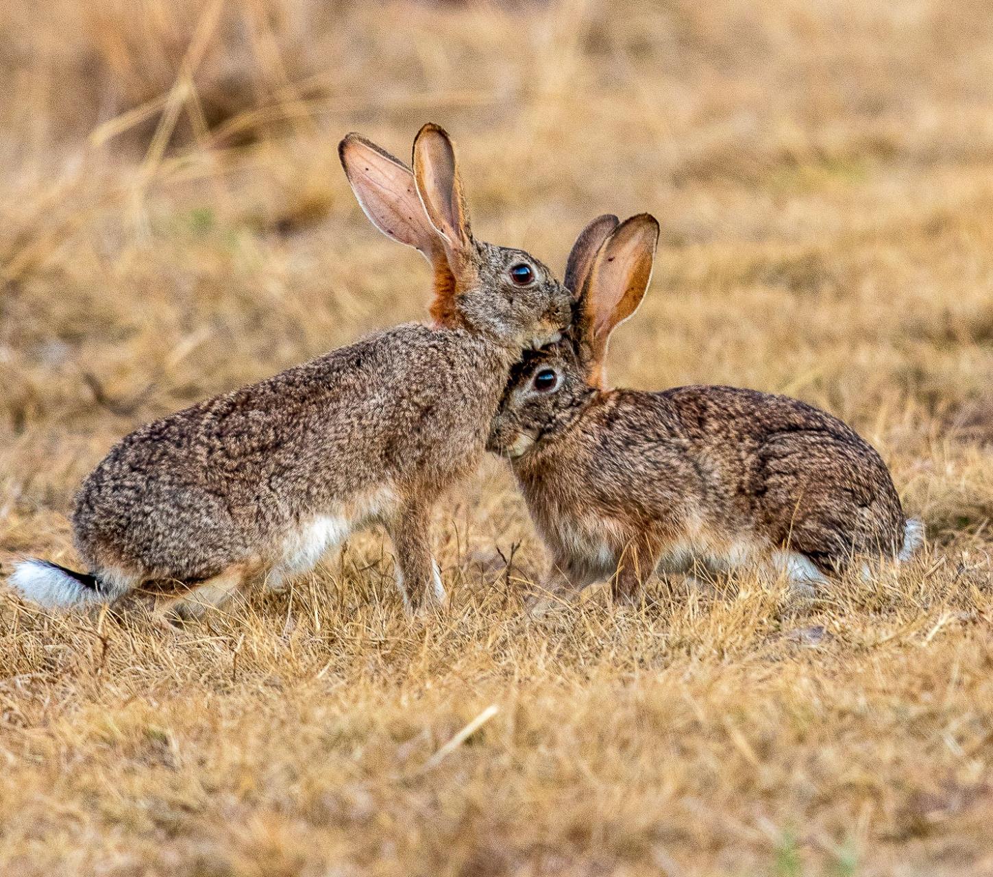 Feral rabbits