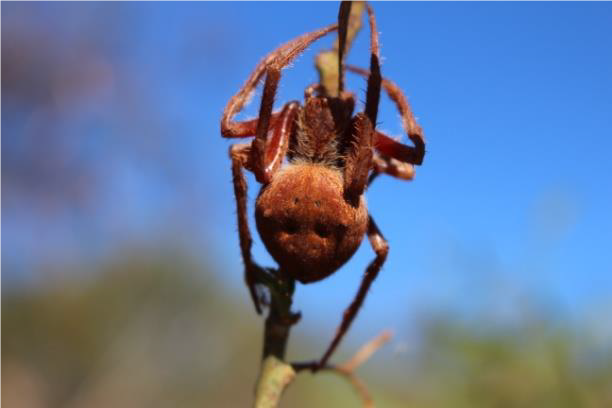 Golden Orb Spider
