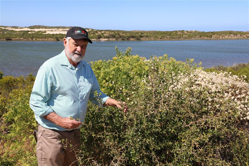 City of Greater Geraldton Mayor Jerry Clune with an African boxthorn weed at the Greenough River.