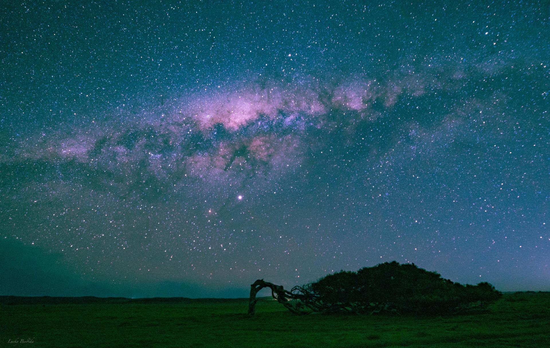 Lucky Berdida - Leaning Tree