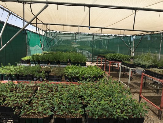 Community Nursery - IMG_1447