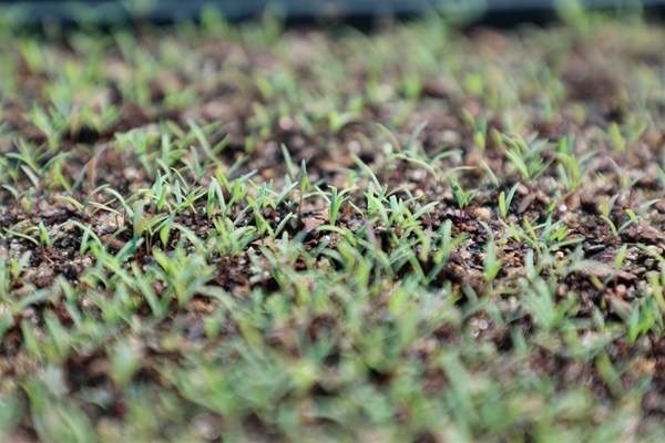 Community Nursery Open Day - 6M9A5478