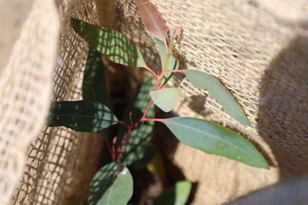 Community Nursery Open Day - Tree sapling