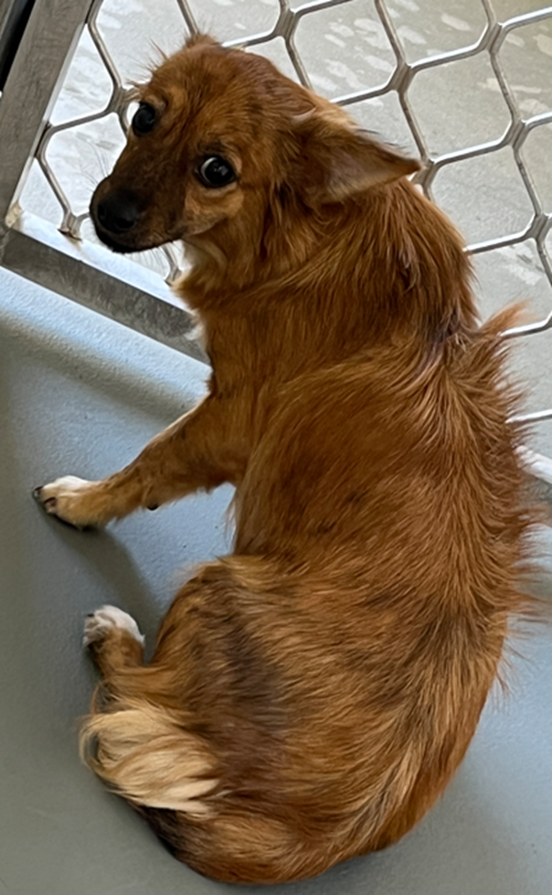 Photo for animal #19291