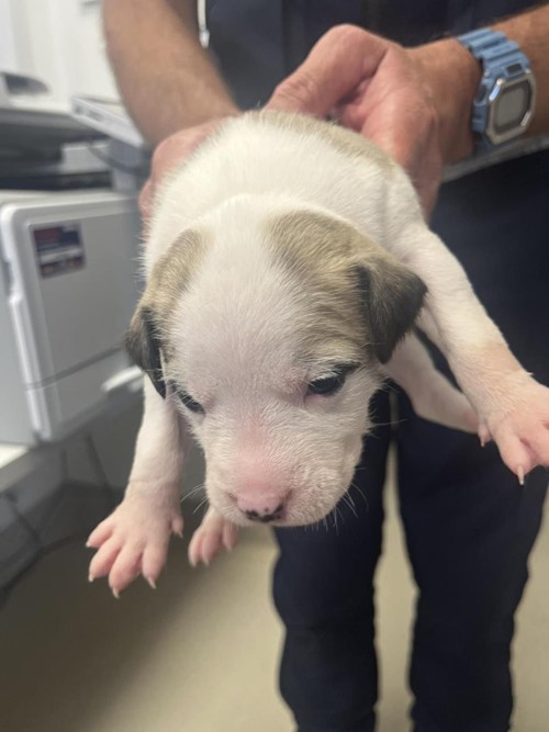 Photo for animal #18729