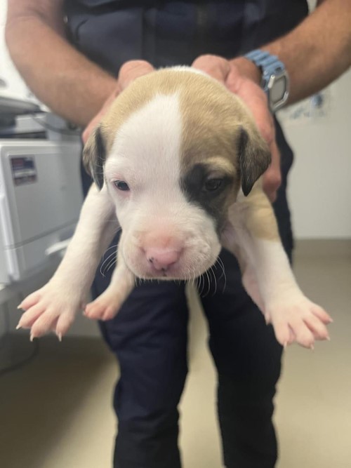 Photo for animal #18730