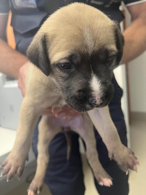 Photo for animal #18731