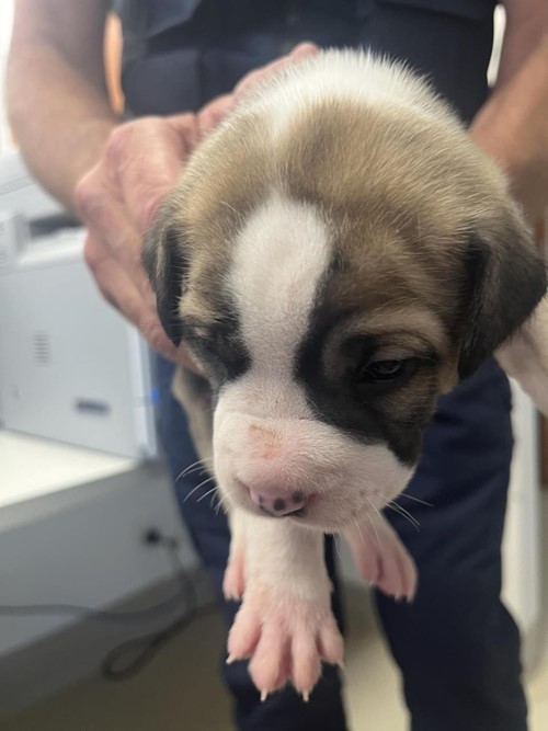 Photo for animal #18732