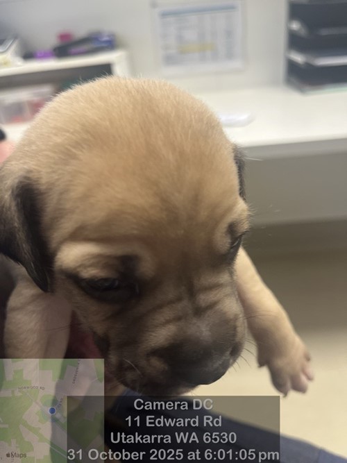 Photo for animal #18733