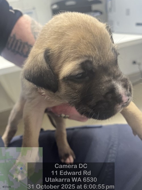 Photo for animal #18734