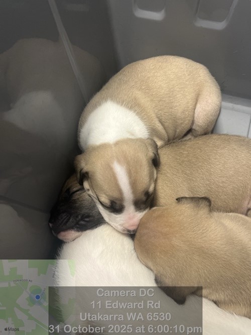 Photo for animal #18735