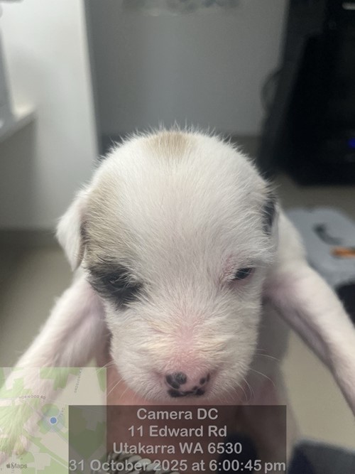 Photo for animal #18736