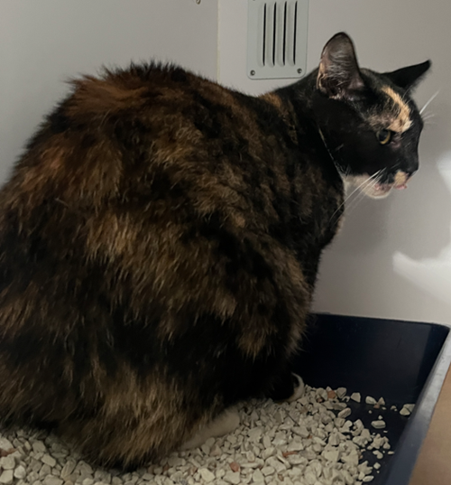 Photo for animal #19293