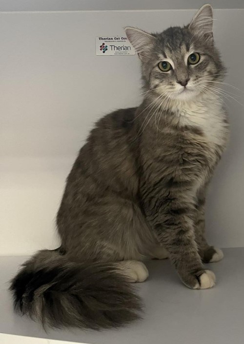 Photo for animal #14884