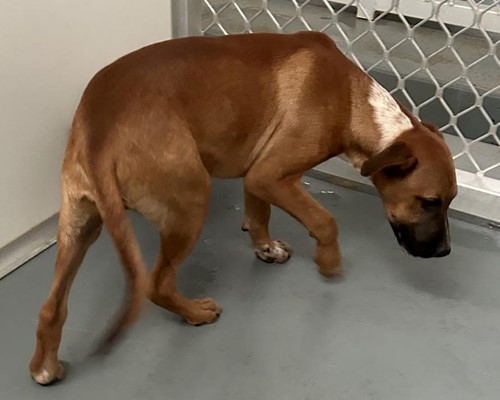 Photo for animal #18726